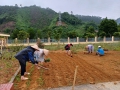 Chuẩn bị cho năm học 2023 - 2024, Cán bộ giáo viên, nhân viên Trường mầm non Đông Thành kết hợp với phụ huynh học sinh lao động xây dựng cảnh quan môi trường xanh - sạch - đẹp - an toàn cho trẻ